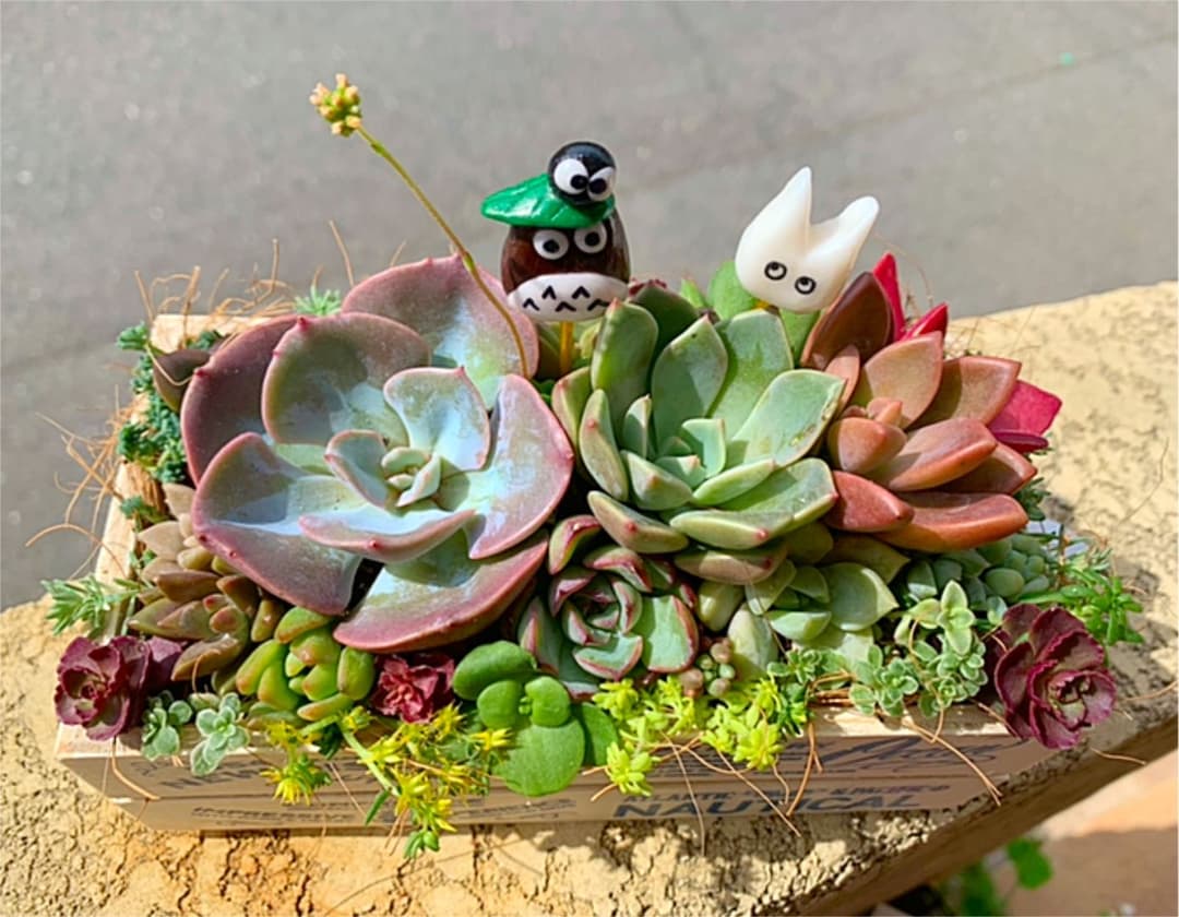売約済多肉植物 寄せ植え