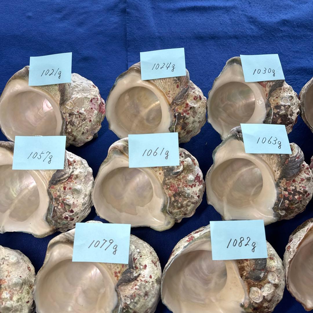 大型夜光貝　ヤコウ貝　まとめ売り　14個　　　14、7kg アクセサリー　ルアー