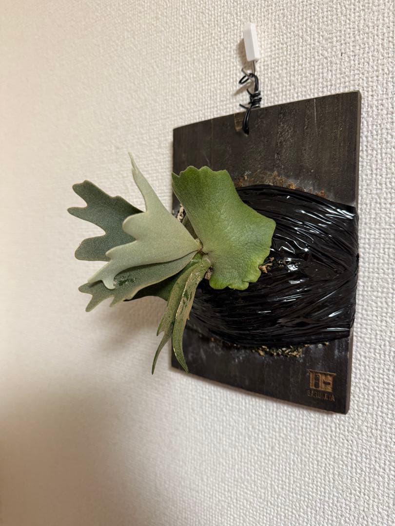 P.willinckii ’Nano’ TC