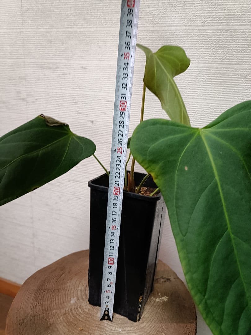 Anthurium Yasuni Heart アンスリウムヤスニハート