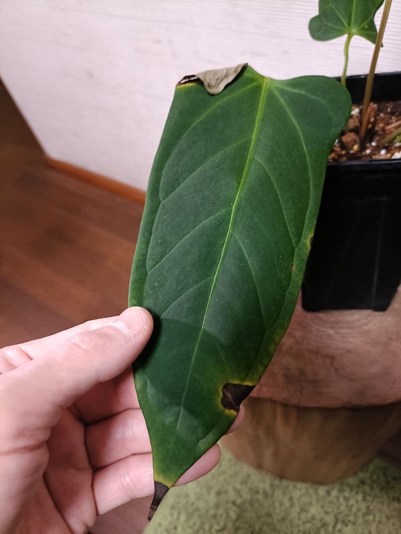 Anthurium Yasuni Heart アンスリウムヤスニハート