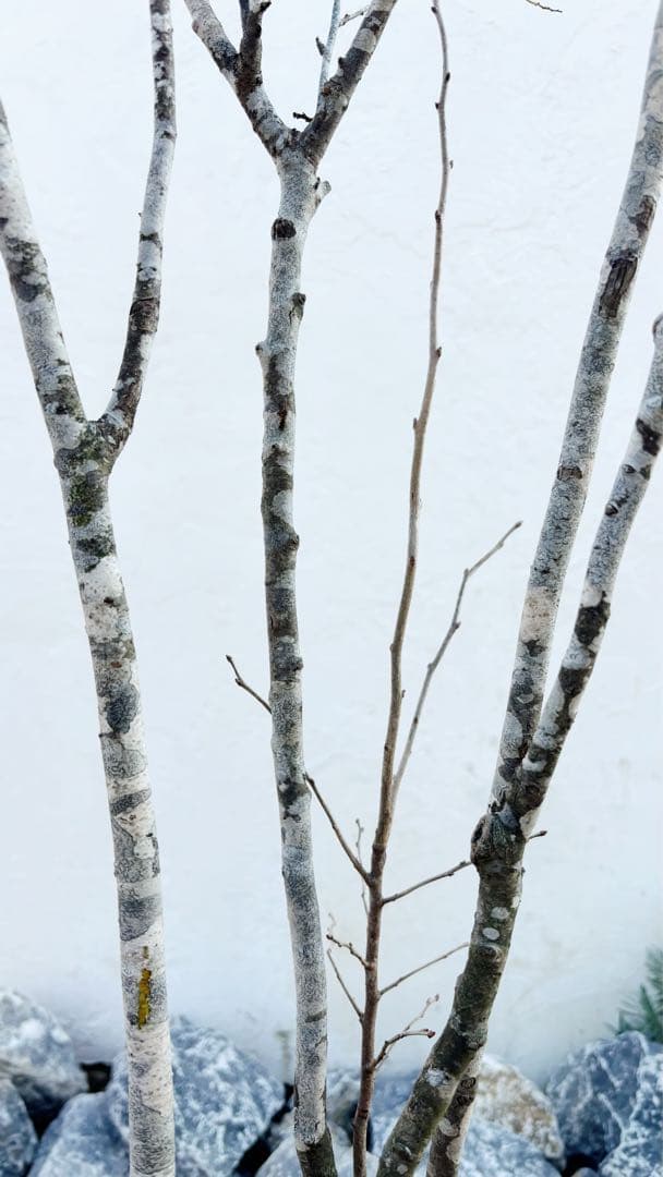 希少。美斑紋 山採りナツハゼ2.0M(鉢底から)