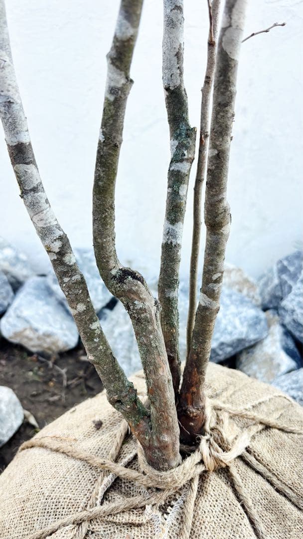 希少。美斑紋 山採りナツハゼ2.0M(鉢底から)