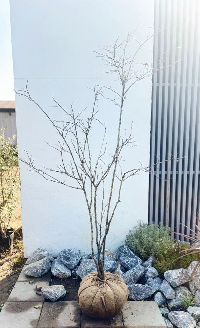 希少。美斑紋 山採りナツハゼ2.0M(鉢底から)