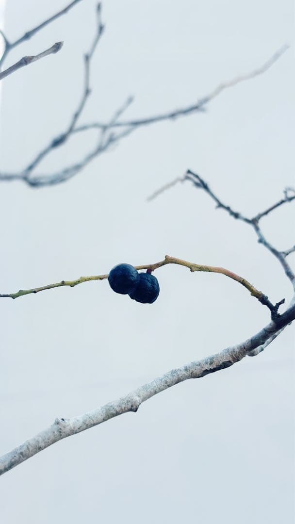 希少。美斑紋 山採りナツハゼ2.0M(鉢底から)