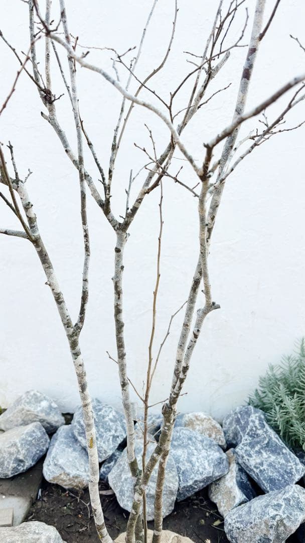 希少。美斑紋 山採りナツハゼ2.0M(鉢底から)