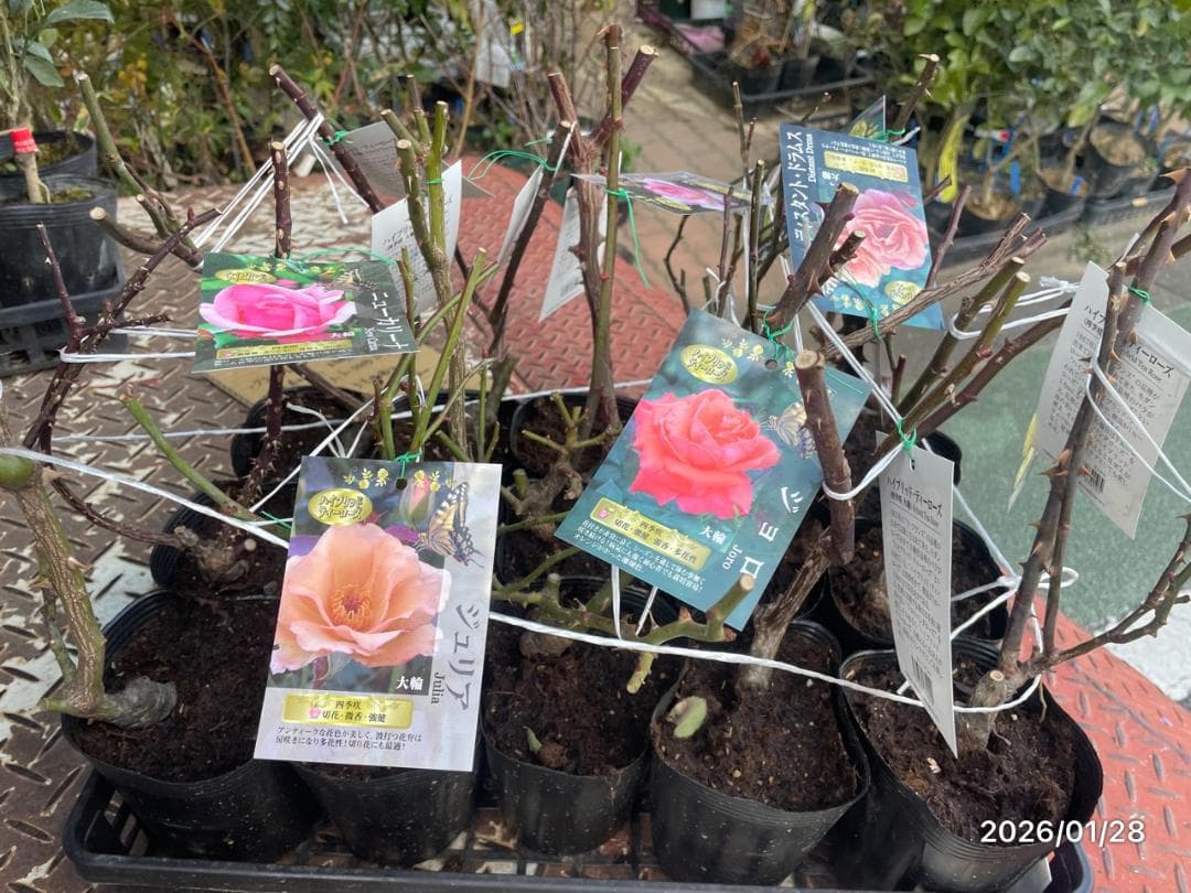 四季咲き　バラ　15株