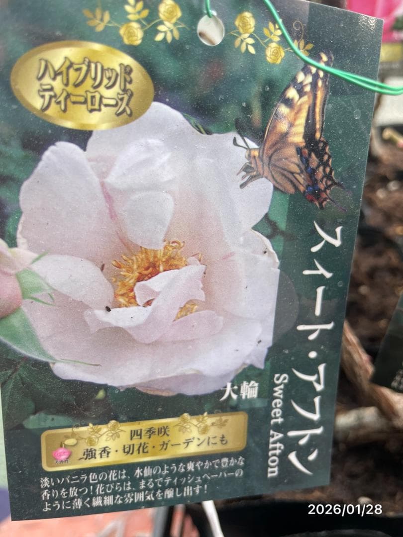 四季咲き　バラ　15株