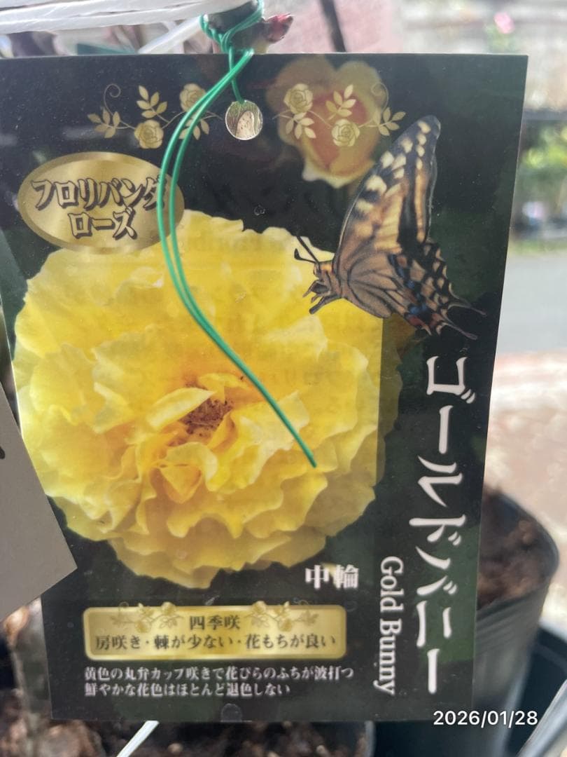 四季咲き　バラ　15株