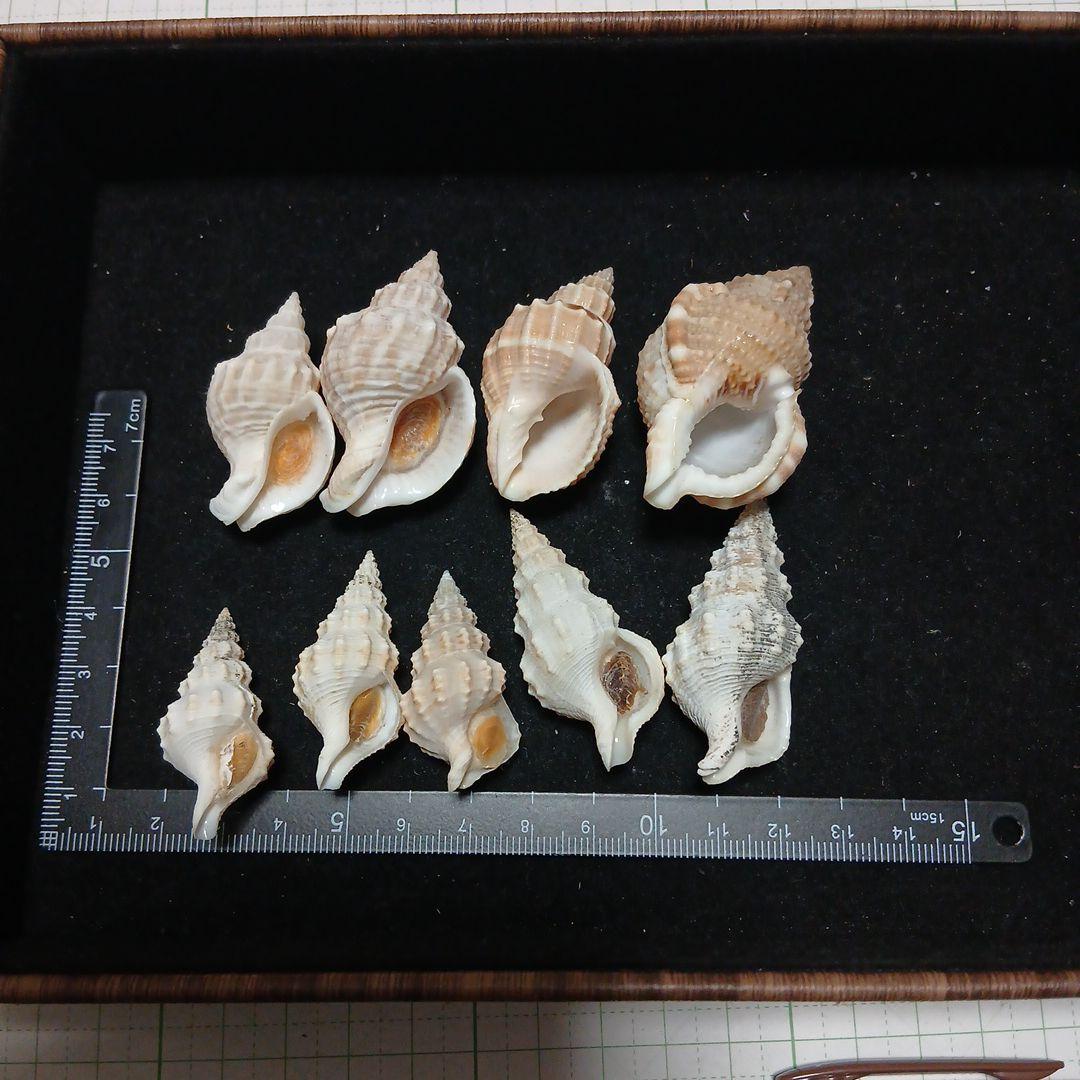 貝殻まとめ売り 30
