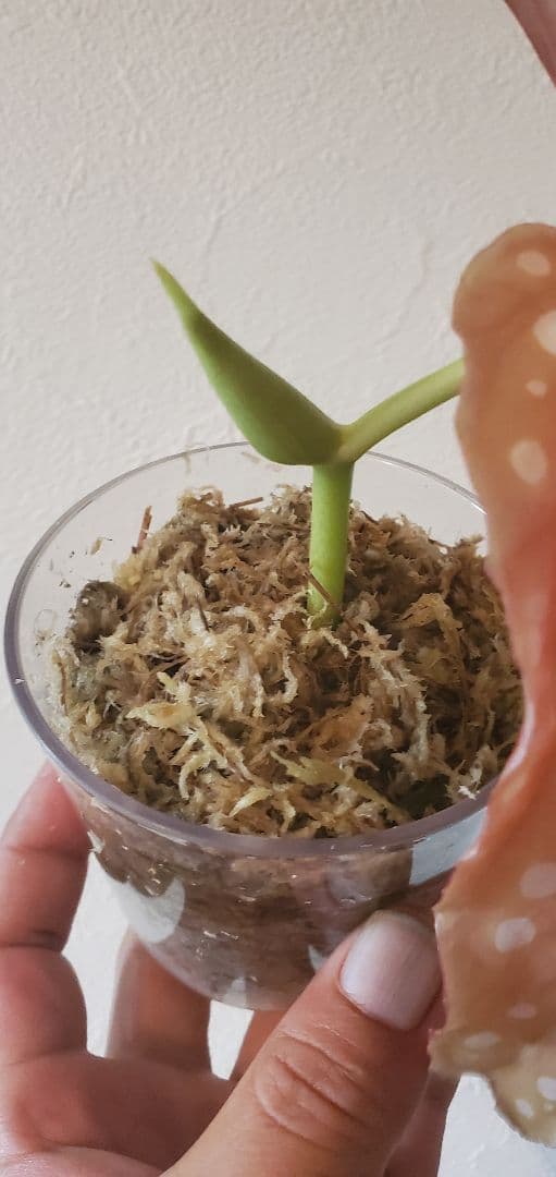 ハ*ん様 値下げしました。ベゴニア・マクラータ斑入り株の出品です。