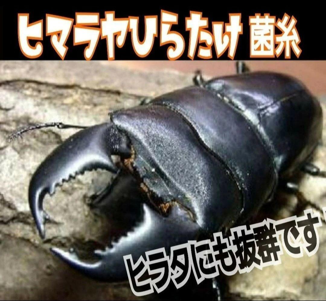 ヒマラヤひらたけ菌糸瓶1500ml 【５本】トレハロース、キトサン強化配合！