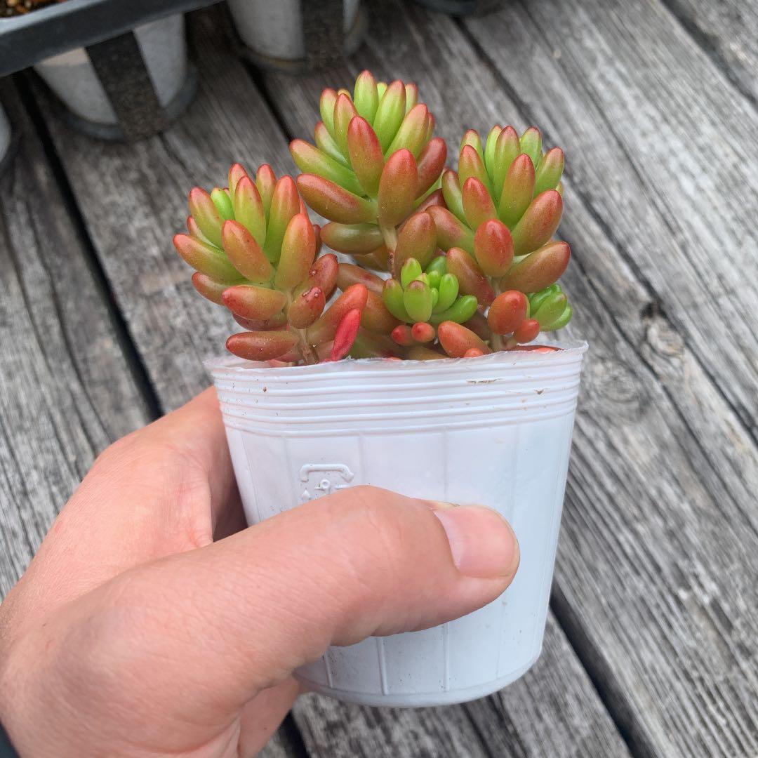 ニジノタマ　虹の玉　多肉植物　セダム