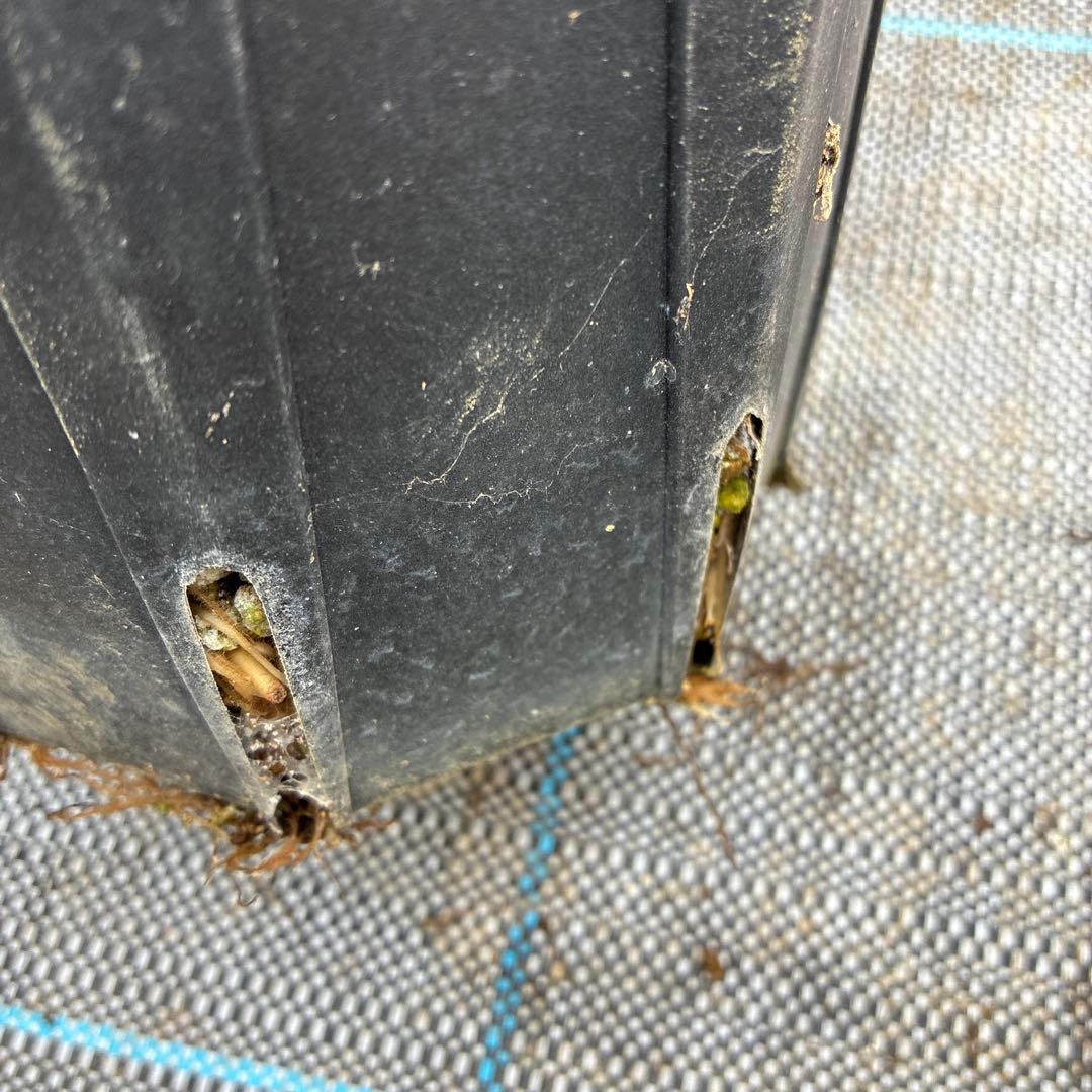 クリスマスローズ　加藤農園　5寸