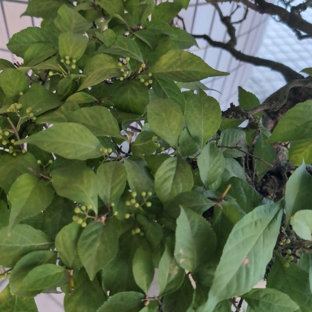 りょう 盆栽 紫式部 実沢山