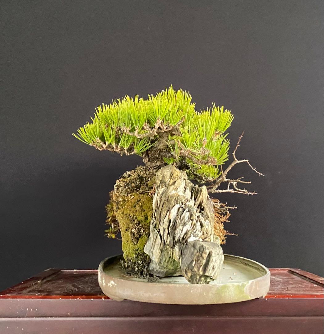 白木盆栽園　石付き　黒松　横幅72センチ　盆栽黒松赤松五葉松真柏雑木観葉植物