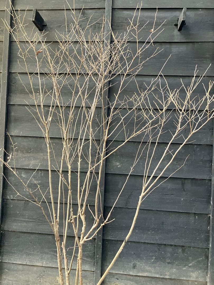 42 山採り　ナツハゼ