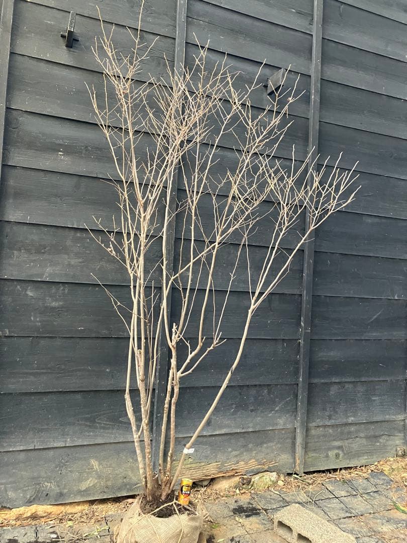 42 山採り　ナツハゼ