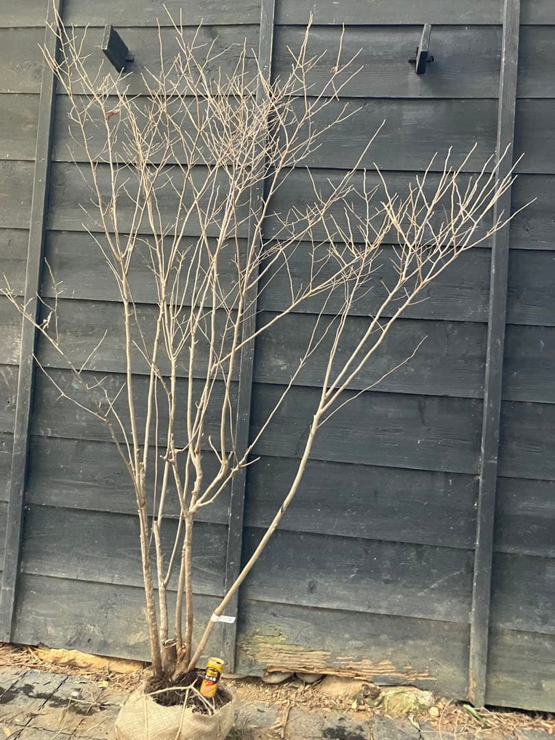 42 山採り　ナツハゼ