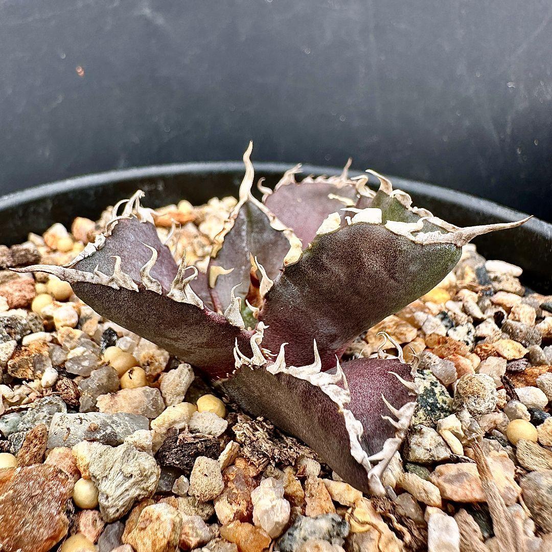 W13 超特選 アガベ チタノタ 『緋紅牡丹』 最も特殊な品種 極上子株1株