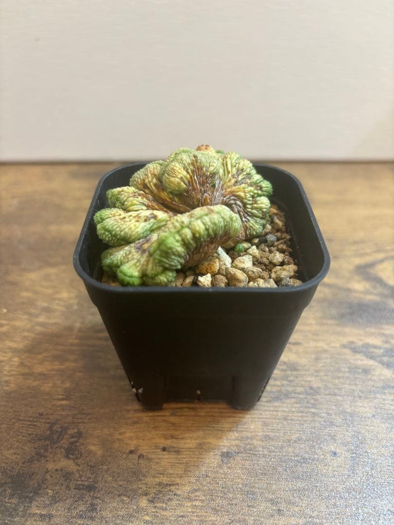 オベサ綴化　オベサ　ユーフォルビア オベサ