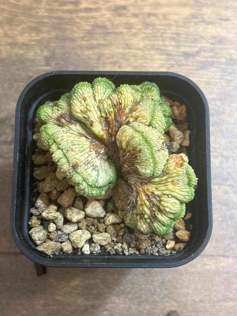 オベサ綴化　オベサ　ユーフォルビア オベサ