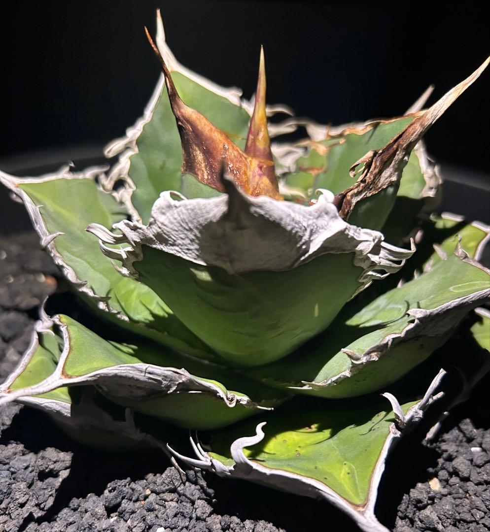 F*物様 親株出品アガベ オテロイ ドロドロ鋸歯 極厚バンド special(o