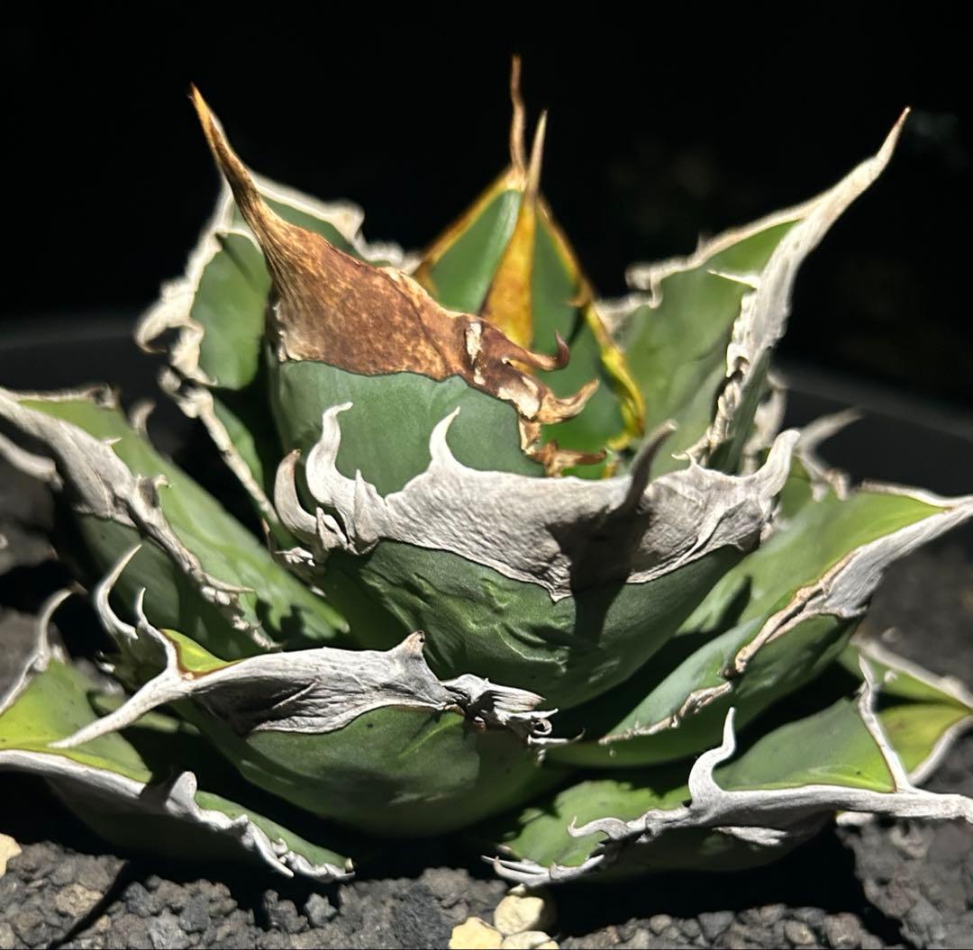 F*物様 親株出品アガベ オテロイ ドロドロ鋸歯 極厚バンド special(o