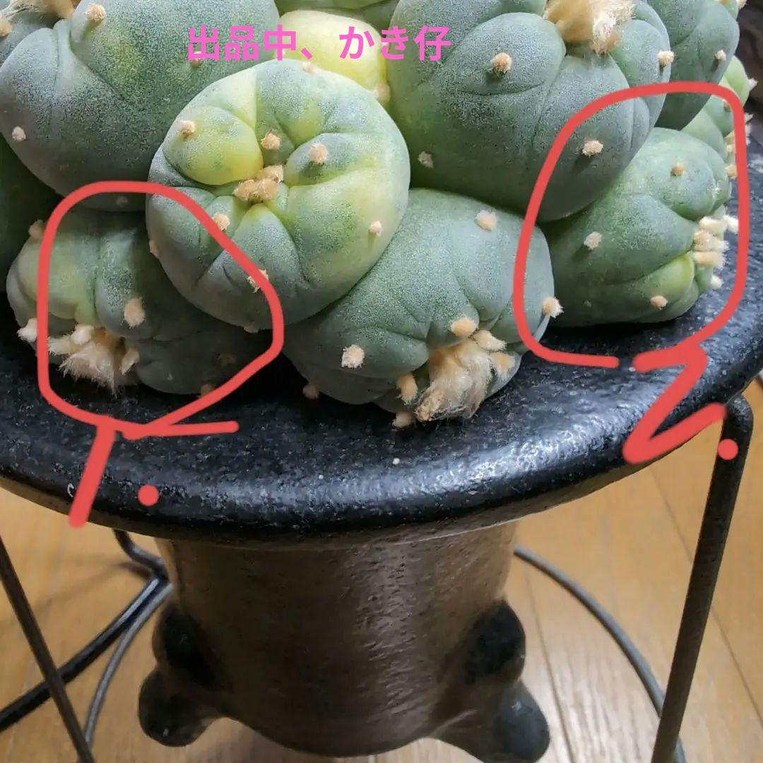 はたく　谷田貝　赤花銀冠玉錦　かき仔2個