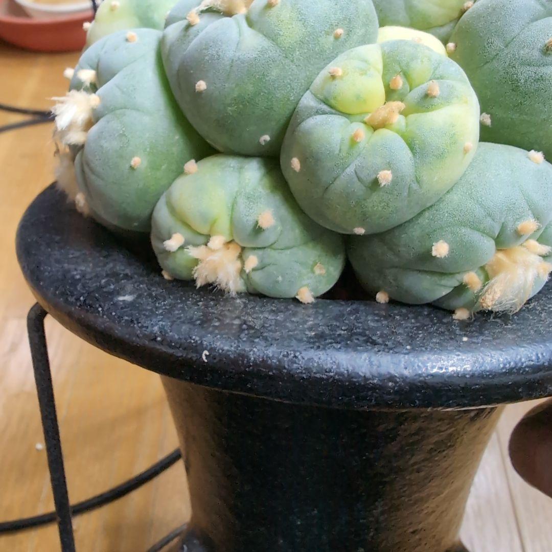 はたく　谷田貝　赤花銀冠玉錦　かき仔2個