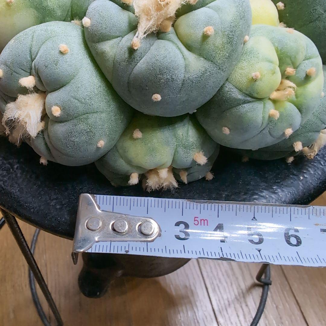 はたく　谷田貝　赤花銀冠玉錦　かき仔2個