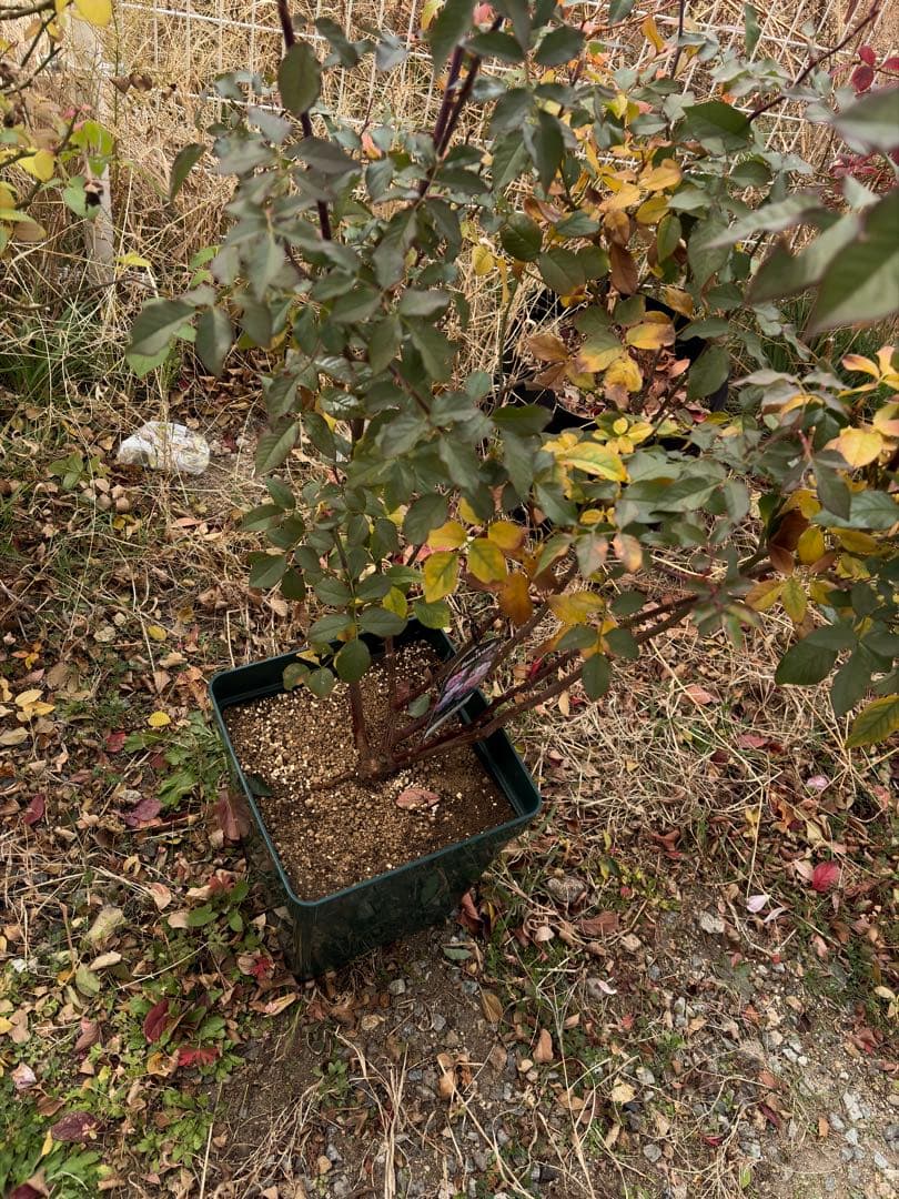 Cake　バラ苗ページ1