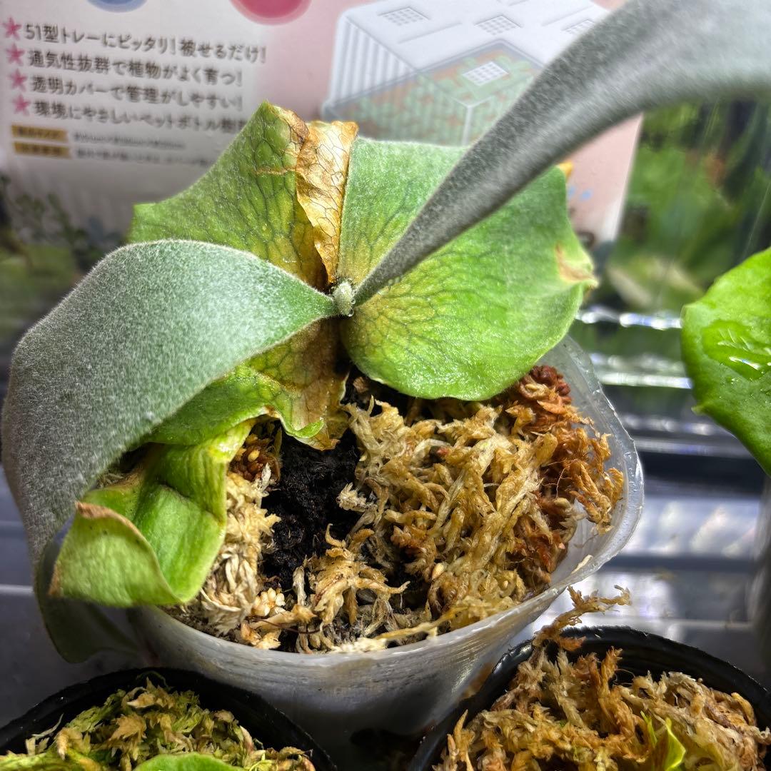 ビカクシダ　胞子培養