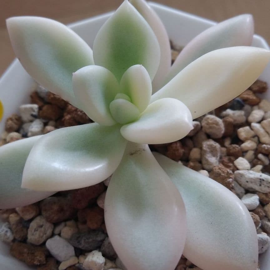 多肉植物　特別価格　オパリナ錦ホワイトピンク覆輪斑　抜き苗