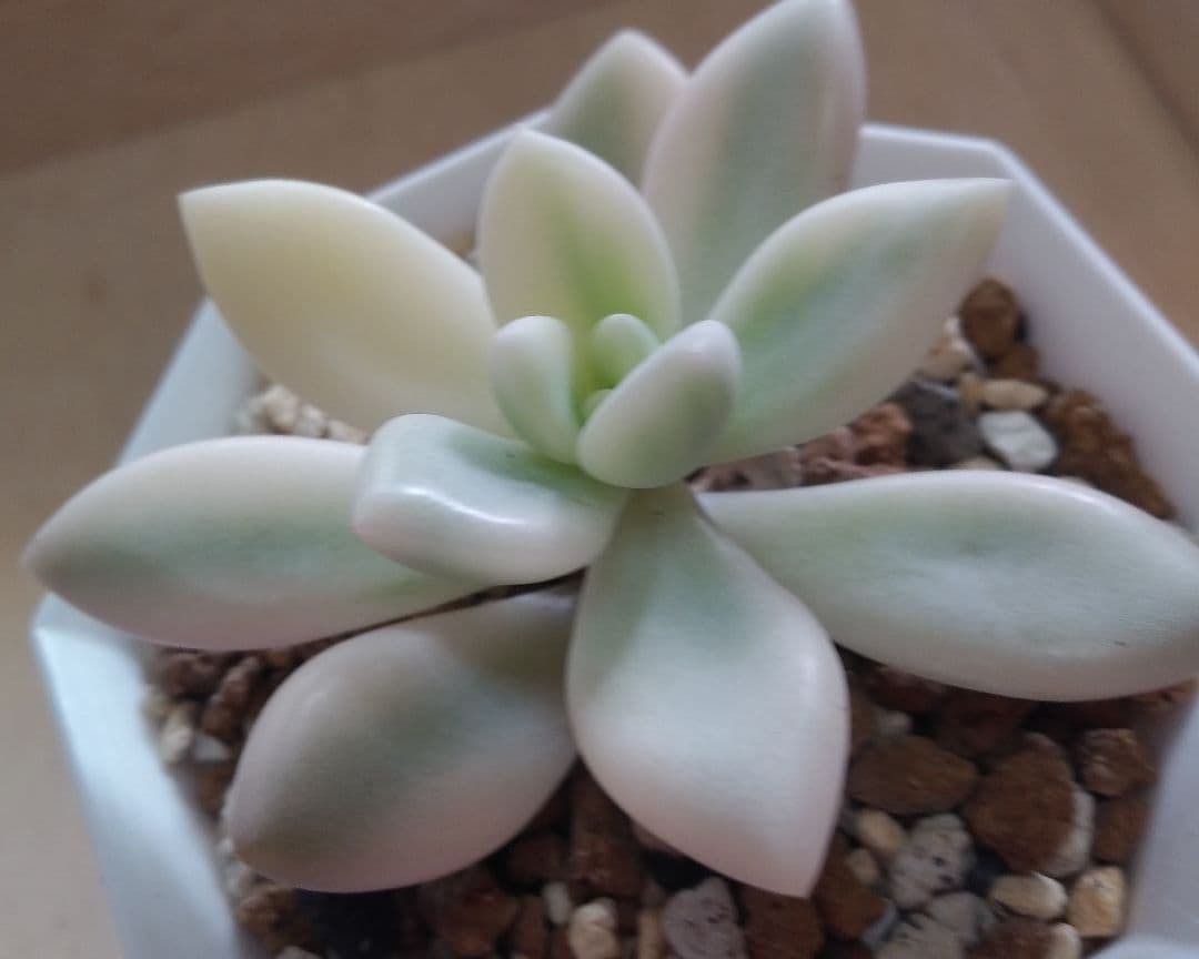 多肉植物　特別価格　オパリナ錦ホワイトピンク覆輪斑　抜き苗