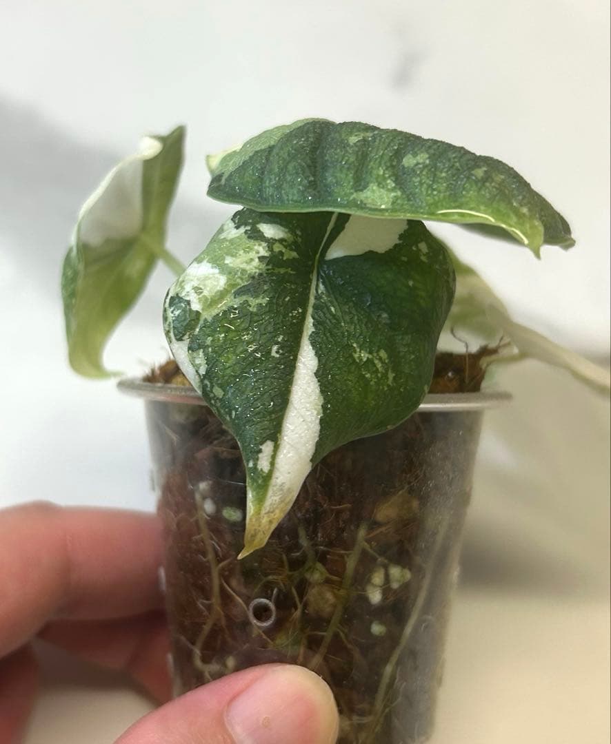 【レア】 アロカシア　メロ　斑入