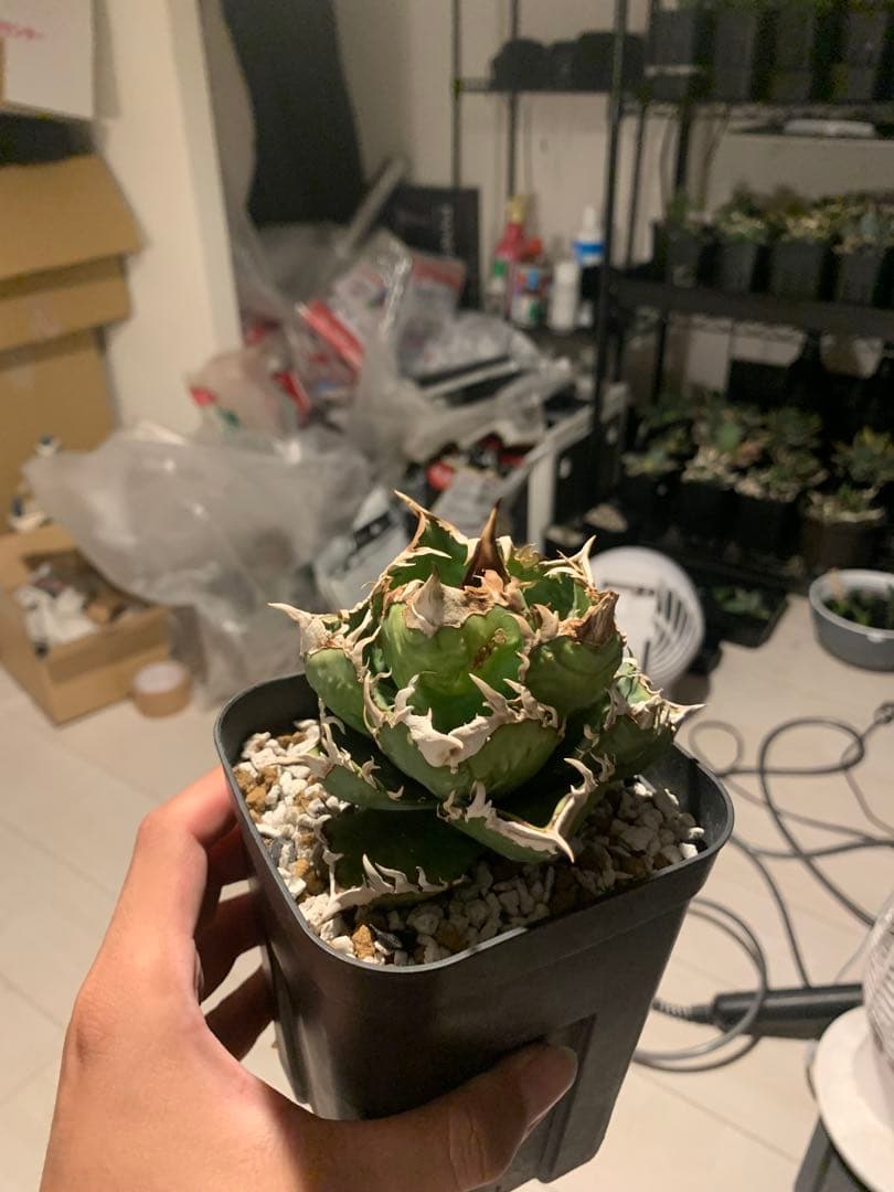 アガベ　チタノタ　皇冠　　lize血統　子株2〜3.4株付き