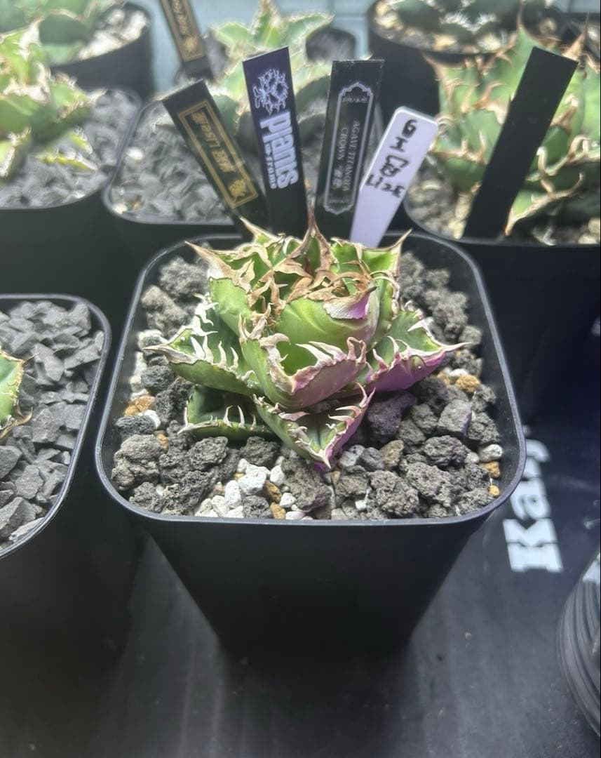 アガベ　チタノタ　皇冠　　lize血統　子株2〜3.4株付き