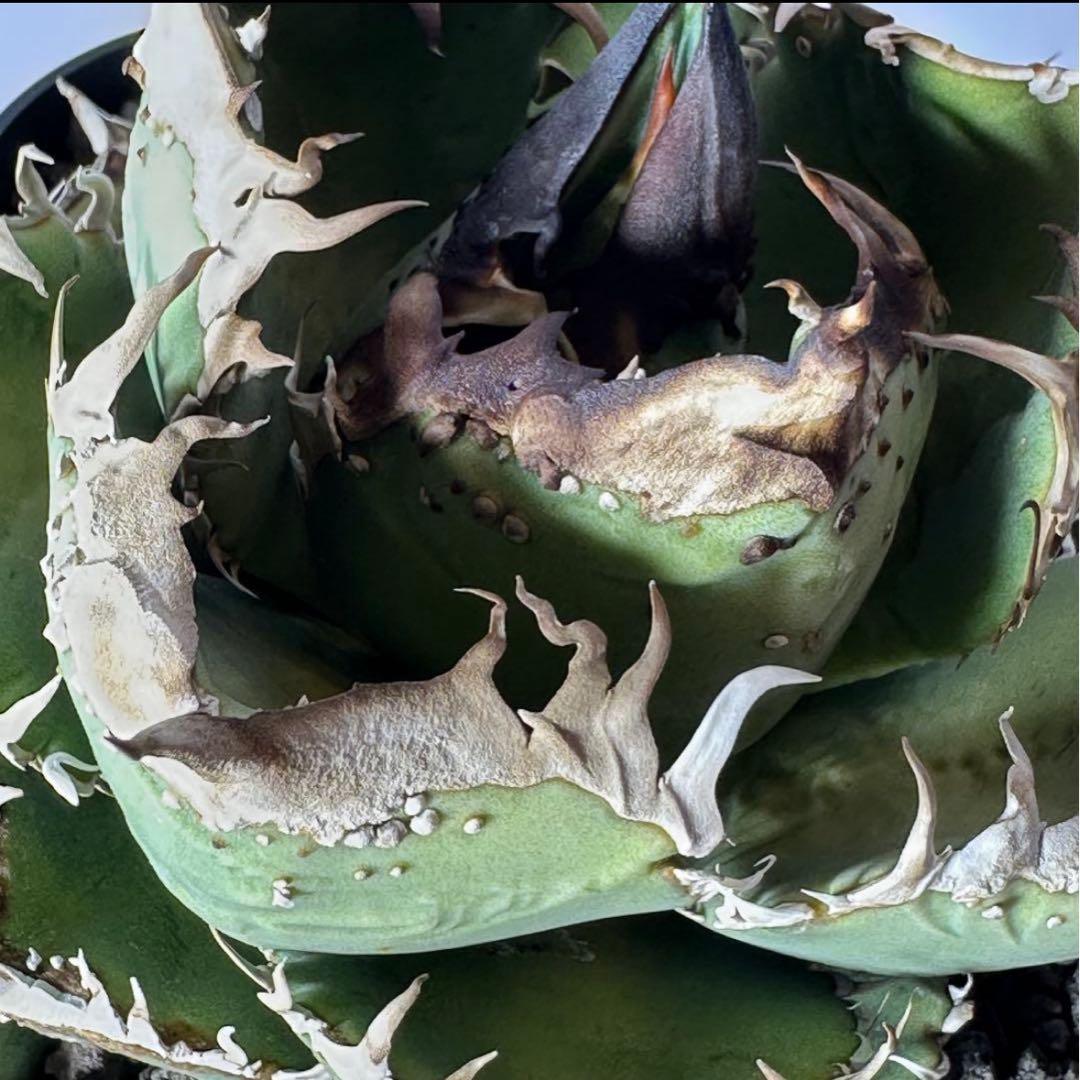 チタノタ 麻花龍 子株 検）ブツブツ、オアハカ、実生