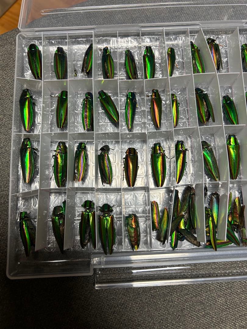 昆虫標本 緑色と金色の光沢 収納ケース付き