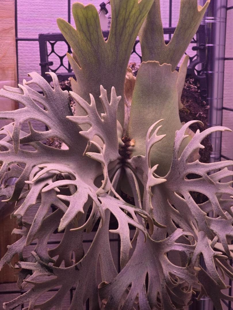 ビカクシダ P. willinckii 'Jenny' pup OC