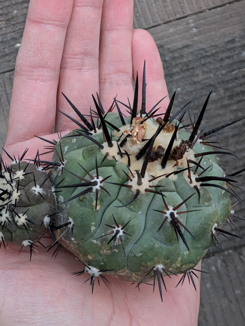 M*9様 【特選】コピアポア　シネレア　黒王丸③