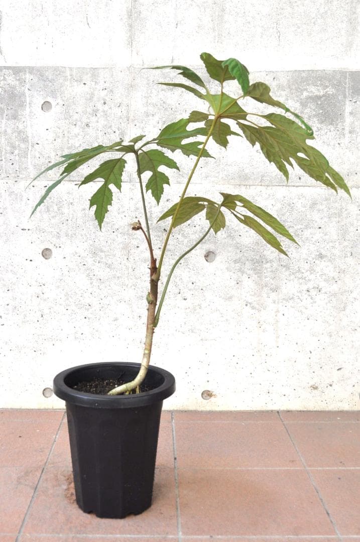 トレベシア パルマータ ８号87cm