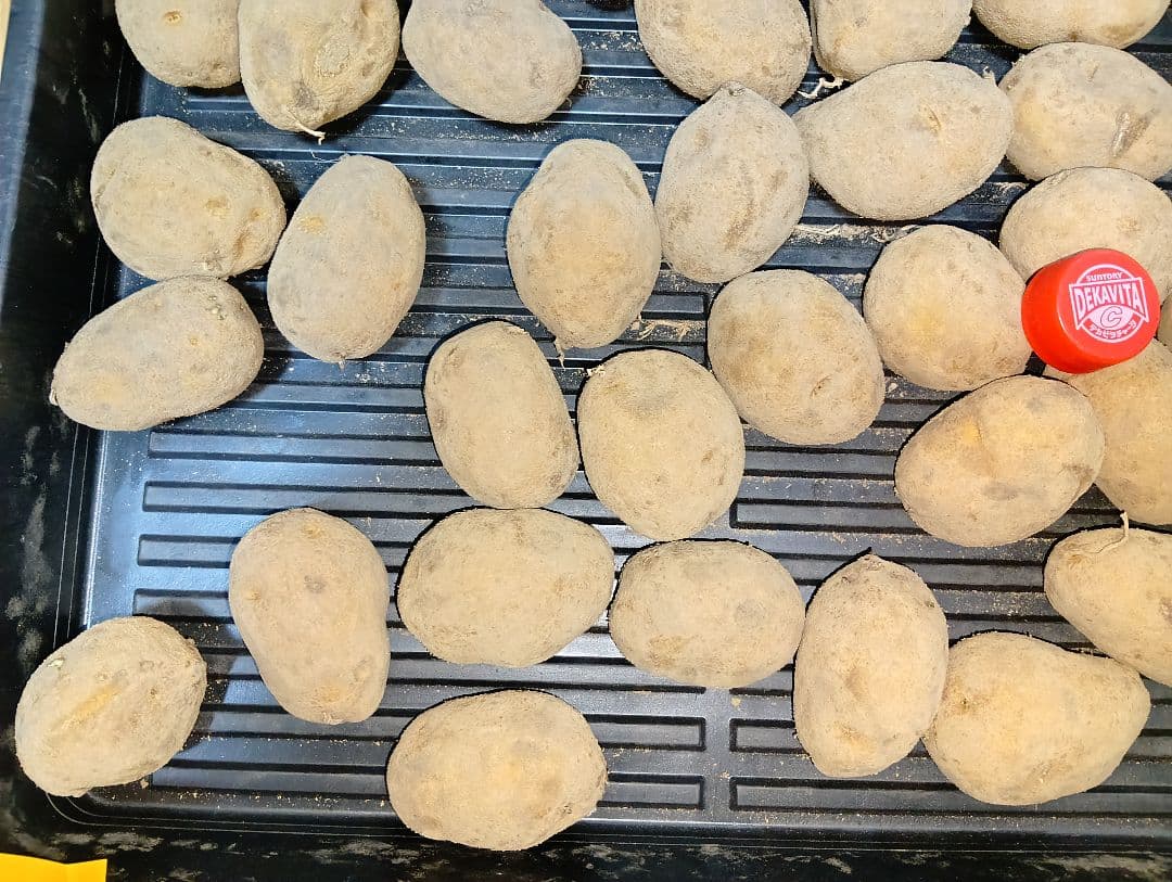 10kg m206 インカのめざめ 種芋