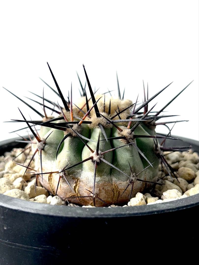 【コレクション】コピアポア　シネレア　黒王丸　現地球カキコ　自根　No.19