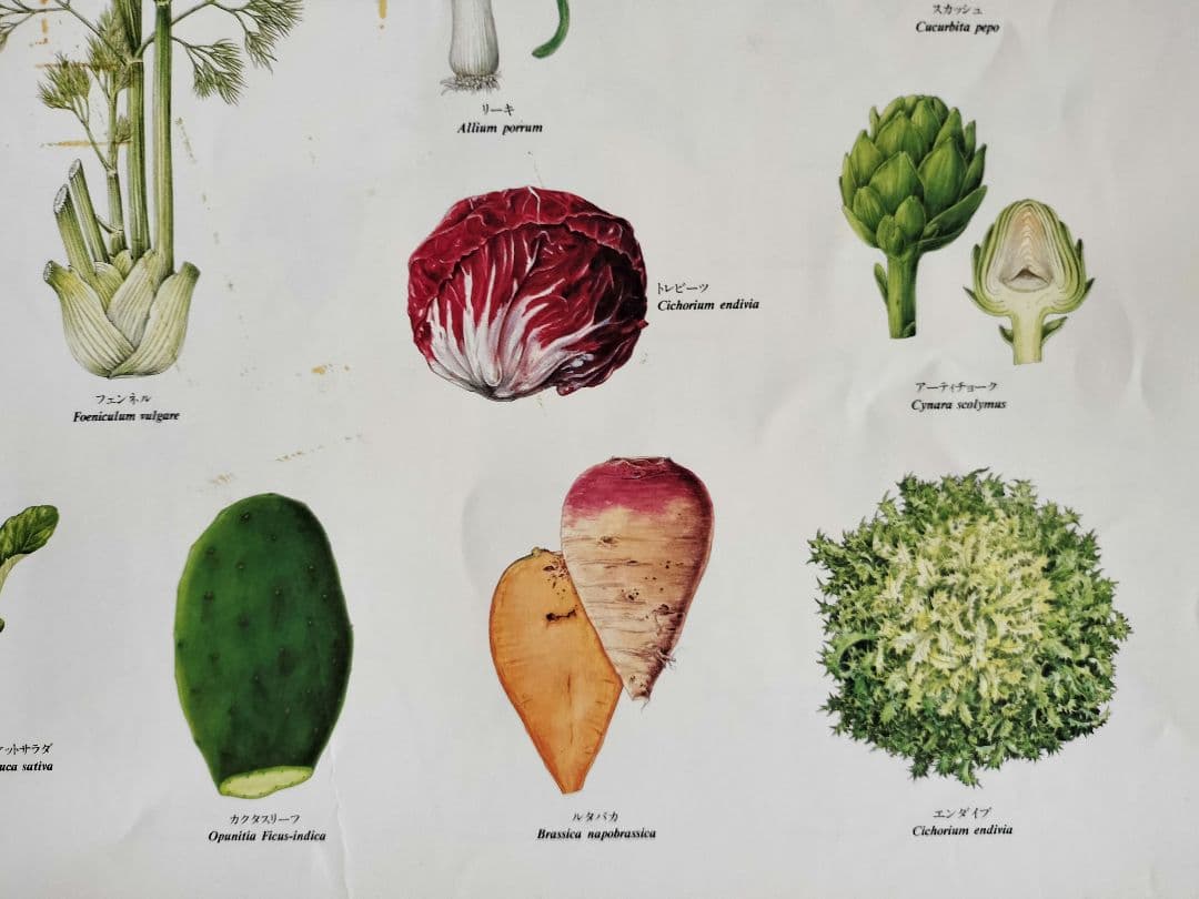 BE-PAL ビーパル カレンダー 新品未使用 1991年植物編 ヴィンテージ