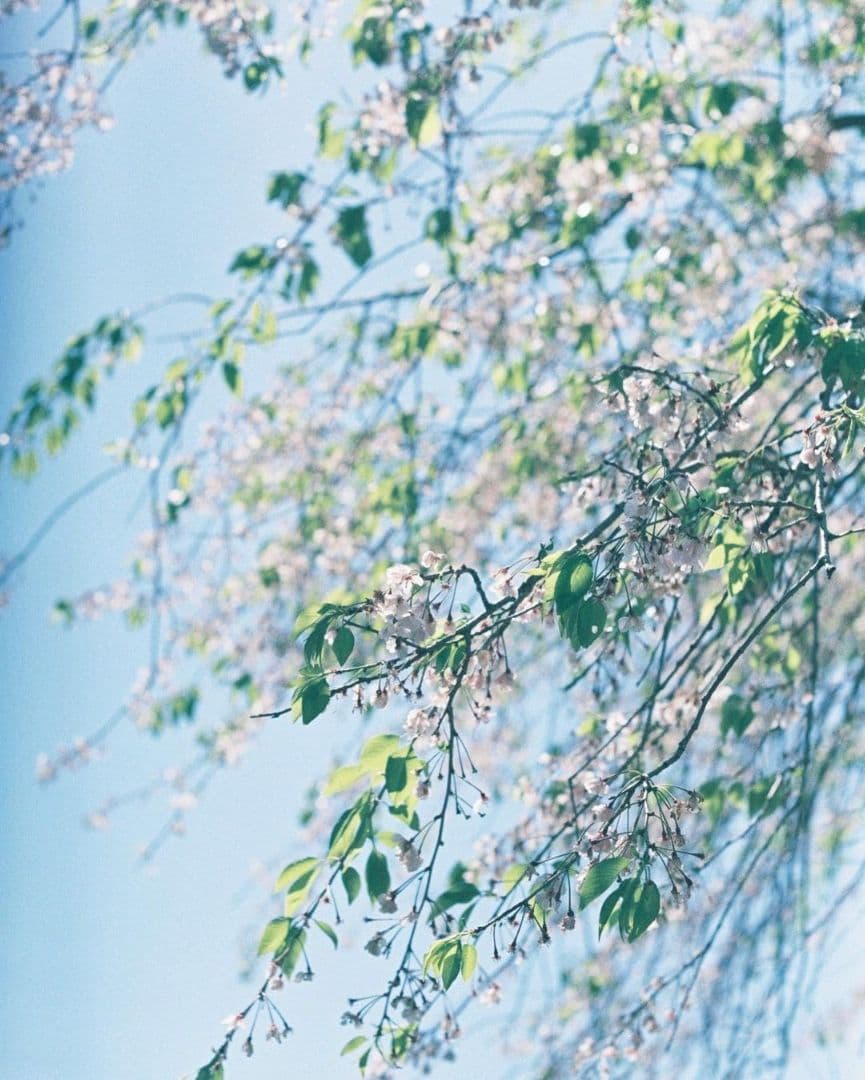 最終価格　PENTAX 一眼レフカメラ