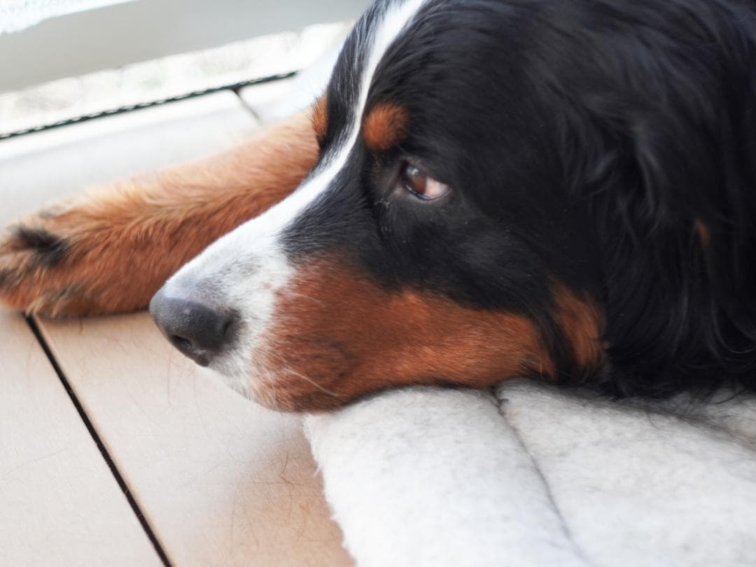 Carl Zeiss Jena DDR Tessar 50mm F2.8作例あり