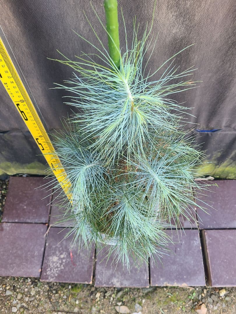 ピニョン松 7号鉢 全長80cm