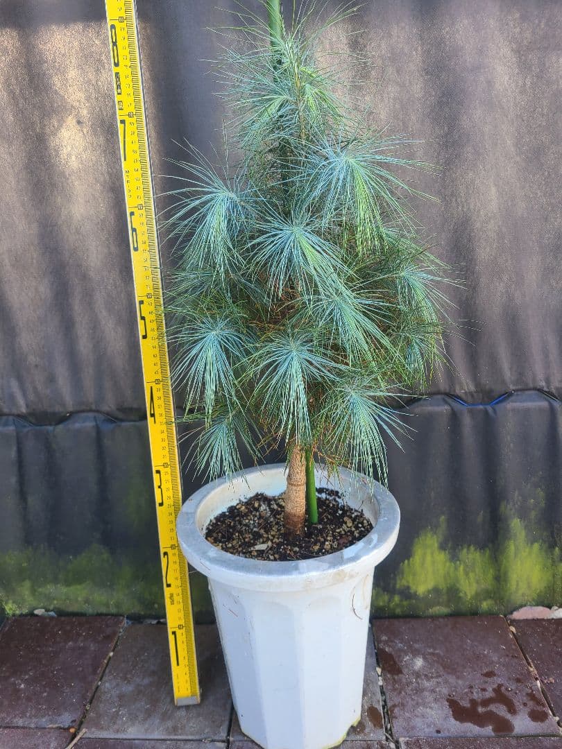 ピニョン松 7号鉢 全長80cm